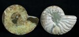 / Inch Polished Ammonite (Pair) #1983-1